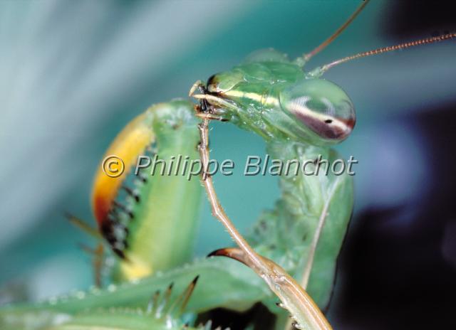 mantis religiosa 2.JPG - Mantis religiosa (portrait)Mante religieusePraying mantisDictyoptera, MantidaeFrance